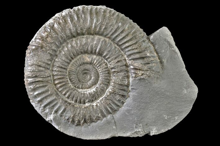 Ammonite (Dactylioceras) Fossil - England #163012